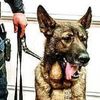 Bear The Injured NYPD K9 Dog "Back To Acting Like A Typical Dog"